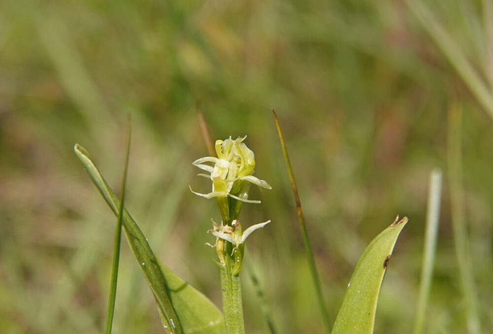 Groenknolorchis