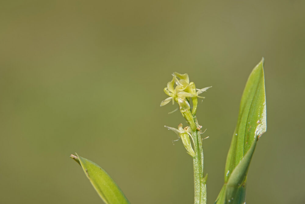 Groenknolorchis