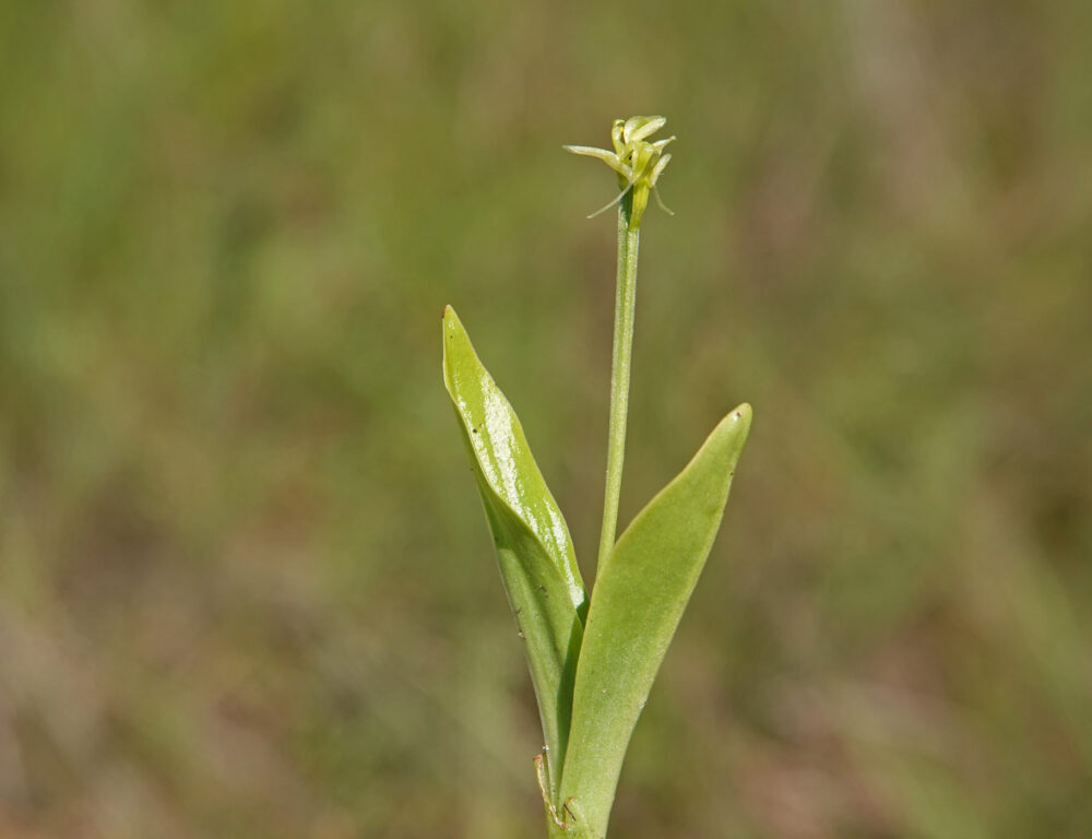 Groenknolorchis