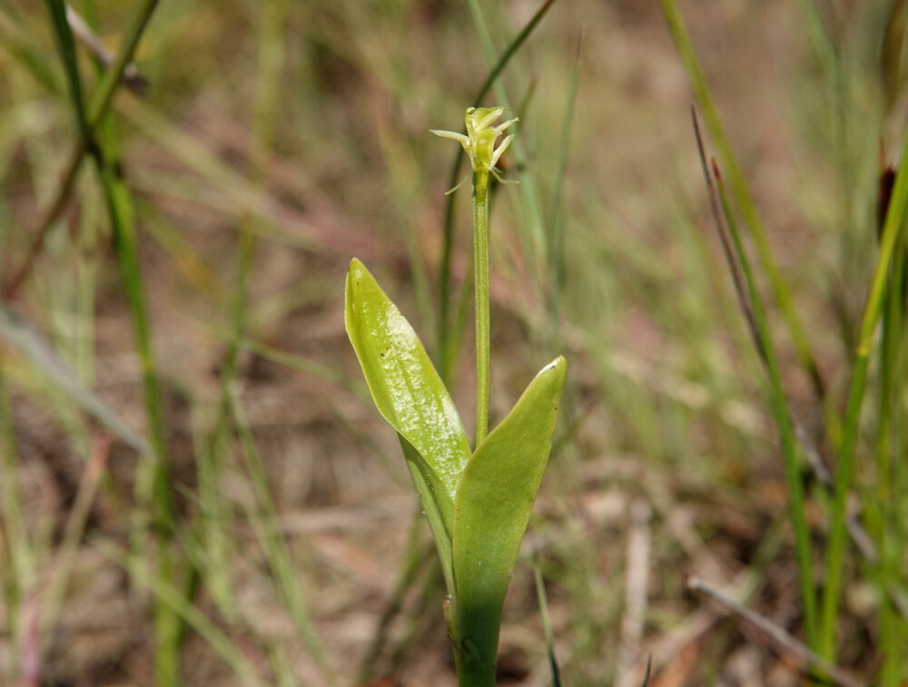 Groenknolorchis