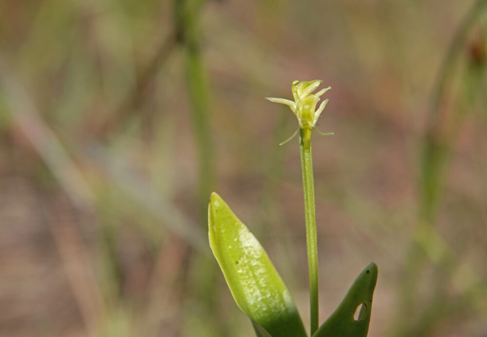 Groenknolorchis
