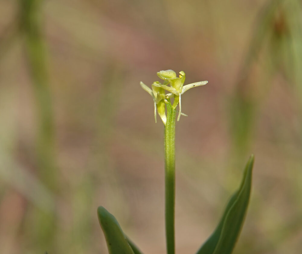 Groenknolorchis