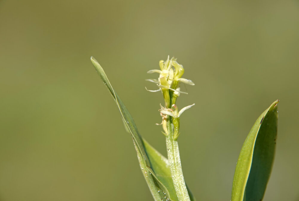 Groenknolorchis