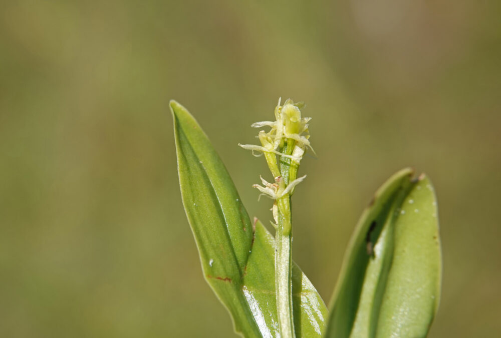 Groenknolorchis