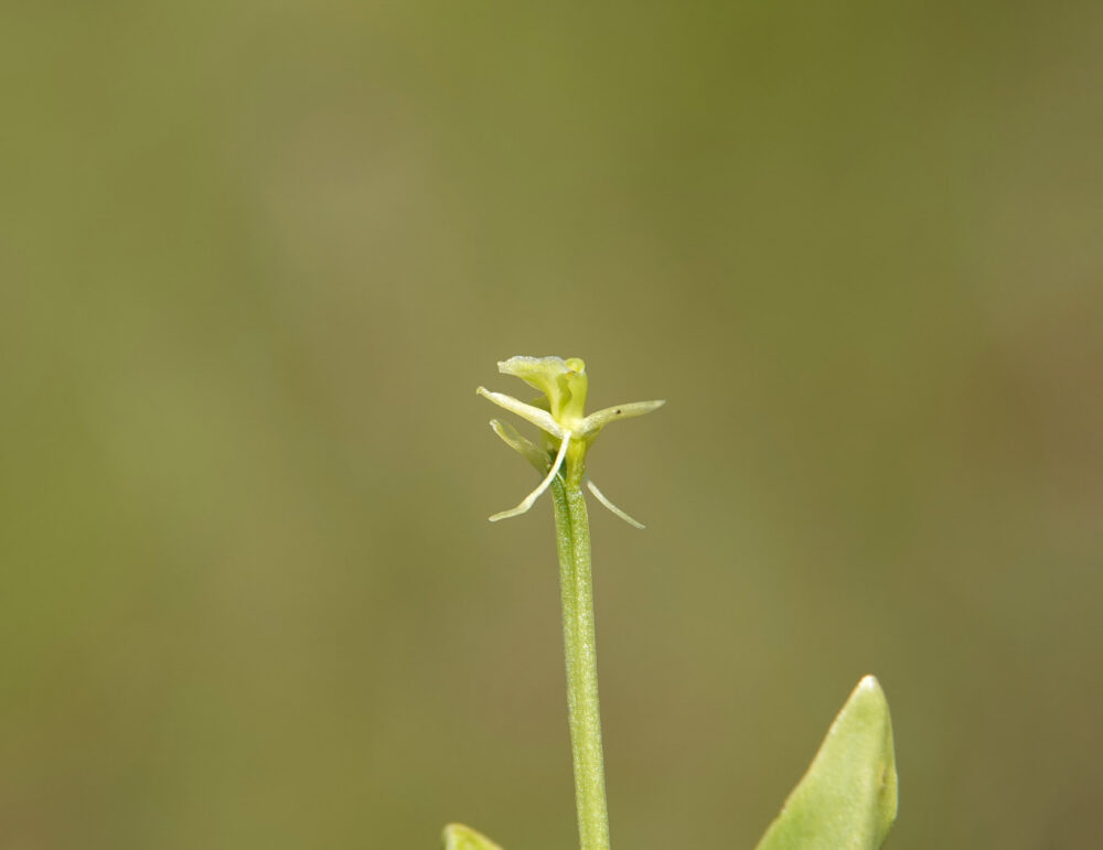Groenknolorchis