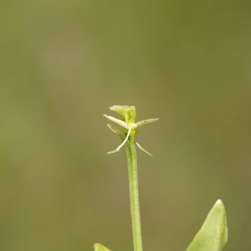Groenknolorchis
