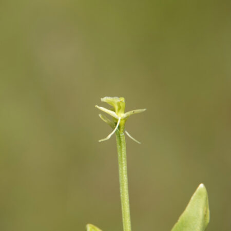 Groenknolorchis