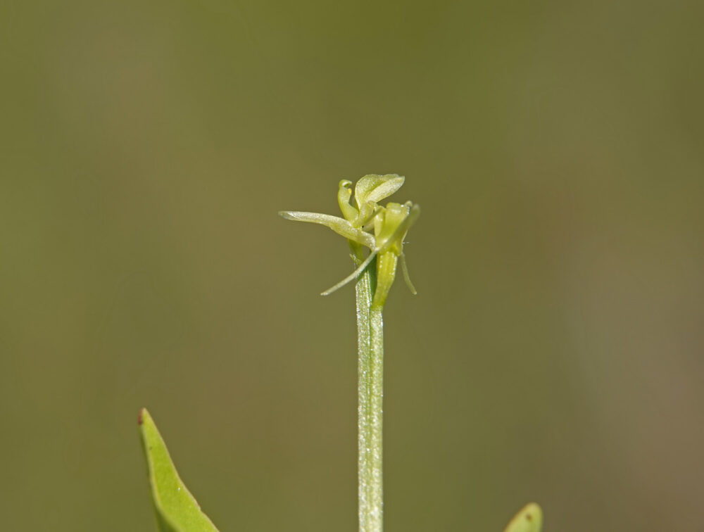 Groenknolorchis