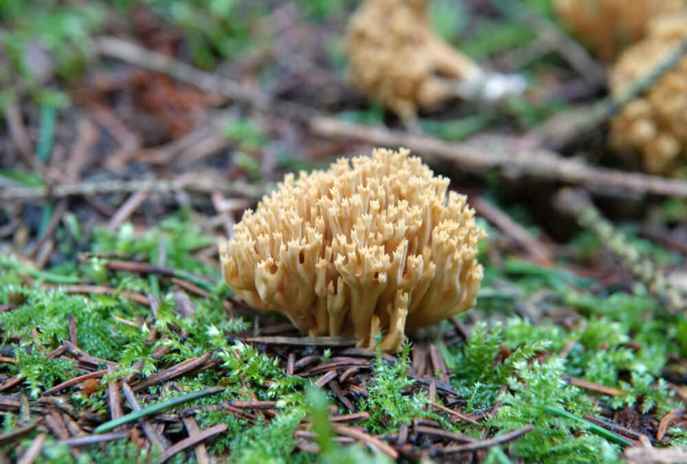 Groenwordende koraalzwam