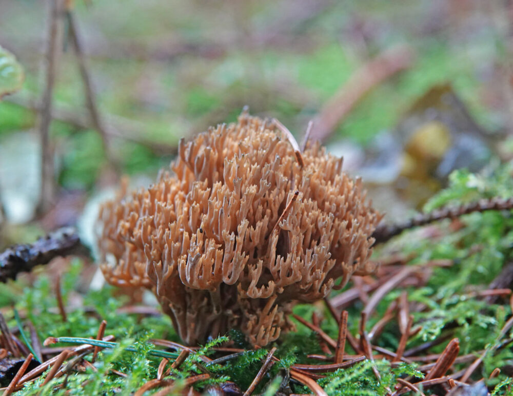 Groenwordende koraalzwam