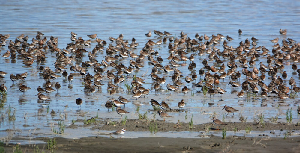 Groep bonte strandlopers en krombekstrandlopers op het wad bij de Westhoek