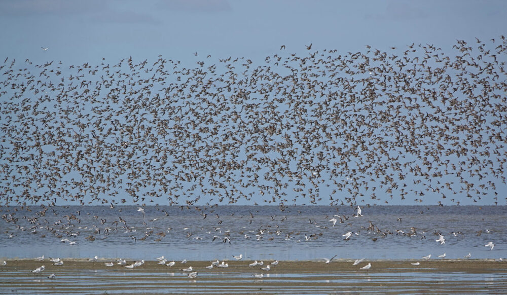 Groep bonte strandlopers vliegend boven wad (Westhoek)