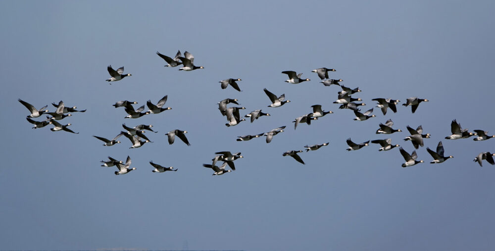 Groep brandganzen boven het wad