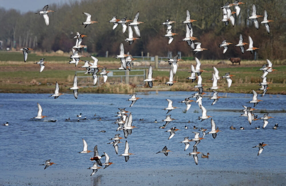 Groep grutto&#039;s boven Koningslaagte