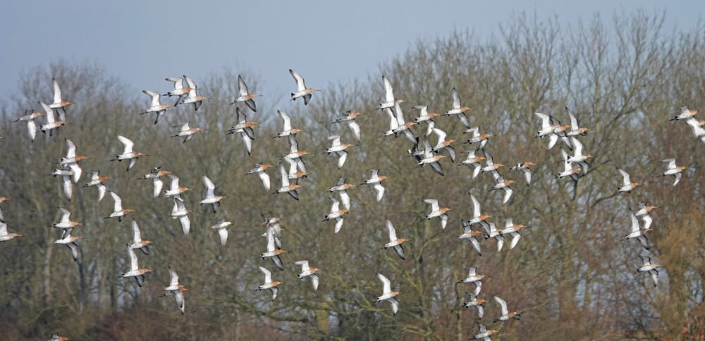 Groep grutto&#039;s boven Koningslaagte