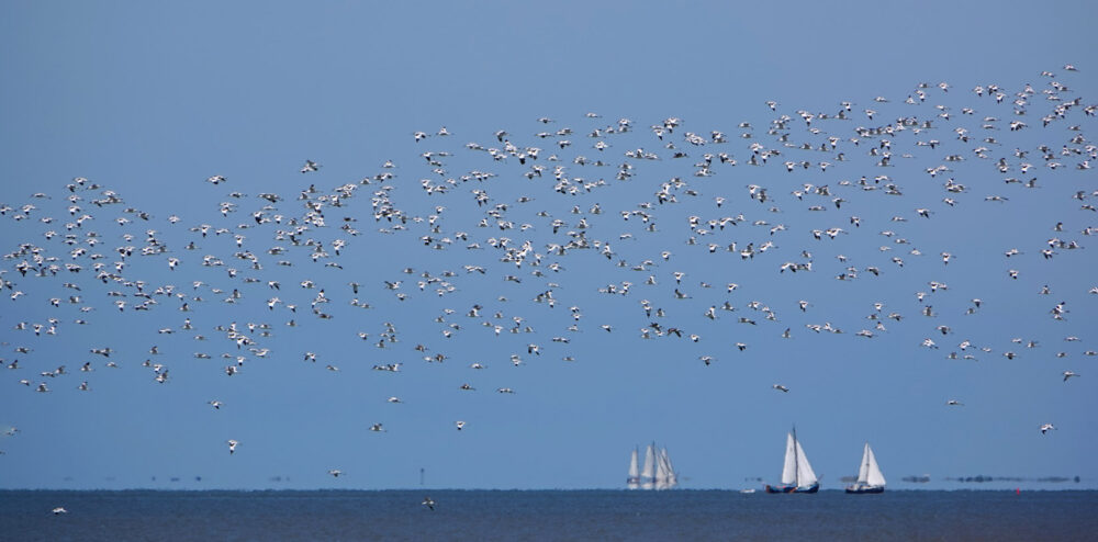 Groep kluten boven Waddenzee