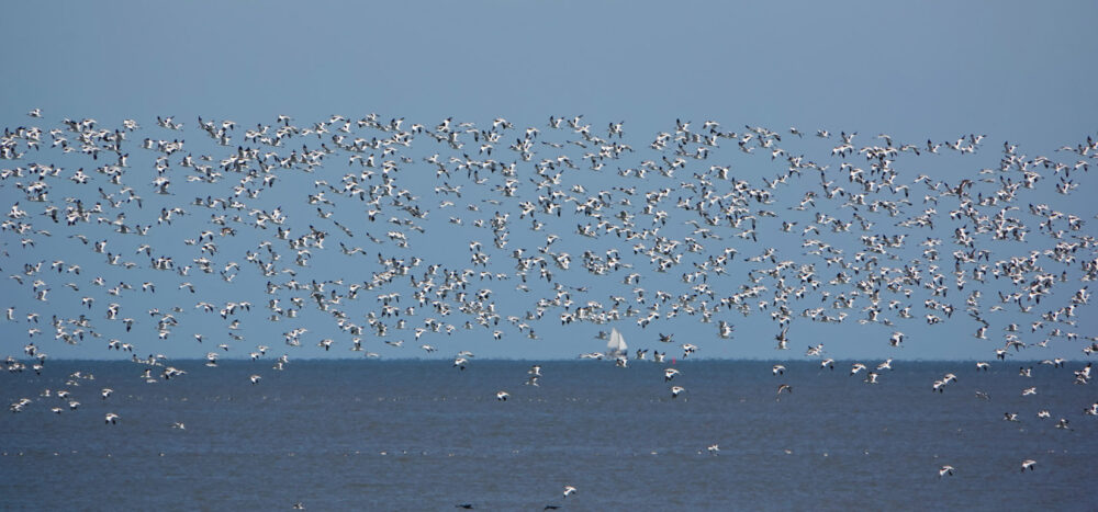 Groep kluten boven Waddenzee