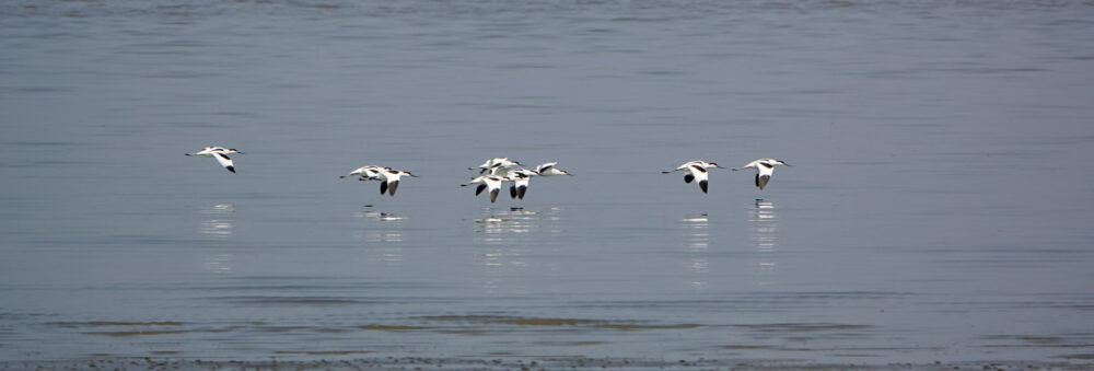 Groep kluten boven Waddenzee