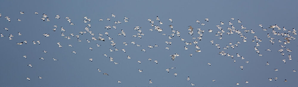 Groep kluten boven wad Westhoek