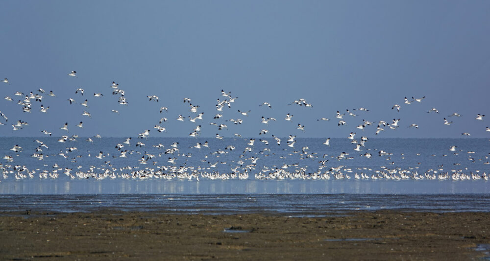 Groep kluten boven wad Westhoek