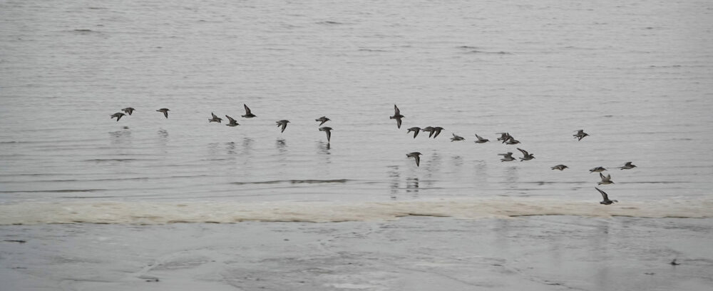 Groep vliegende kanoeten (Waddenzee)