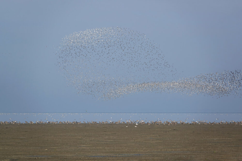 Groep wadvogels boven het wad (Westhoek)