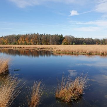 Grolloërveen
