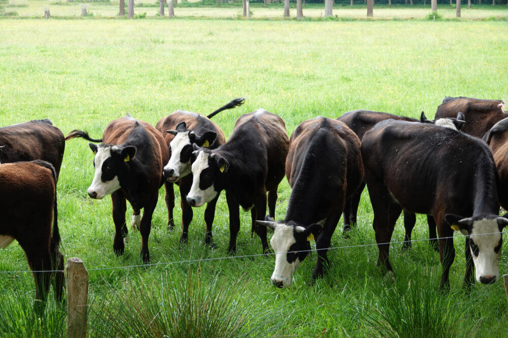 Groninger blaarkoppen op landgoed Vennebroek