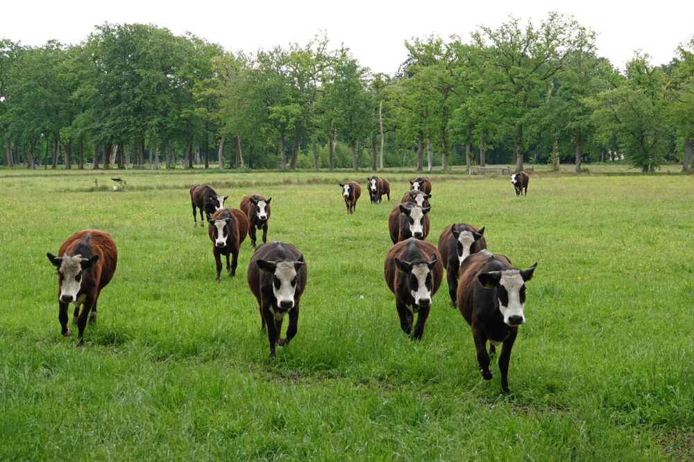 Groninger blaarkoppen op landgoed Vennebroek