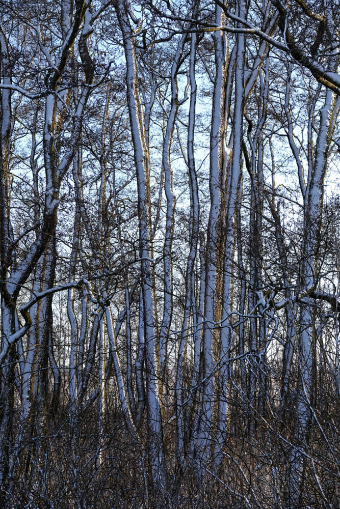 Groot Waal (Onlanden)