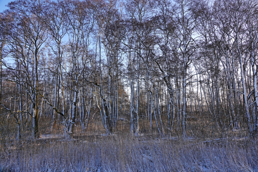 Groot Waal in de winter