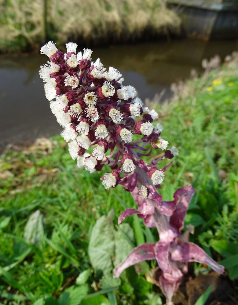 Groot hoefblad