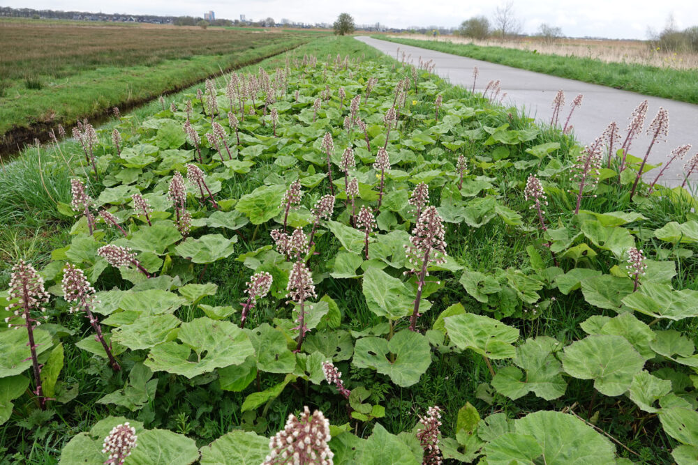 Groot hoefblad (Onlanden)