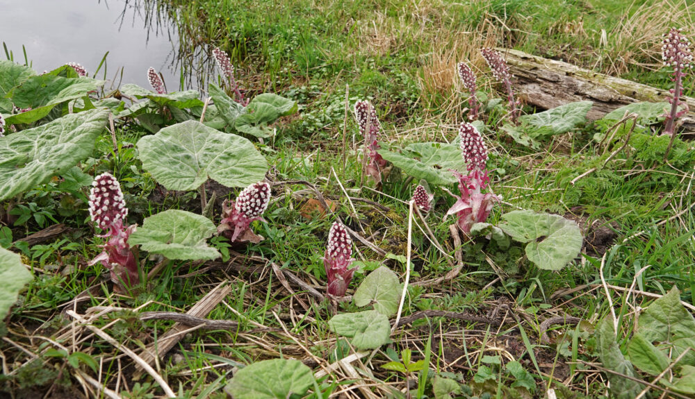 Groot hoefblad