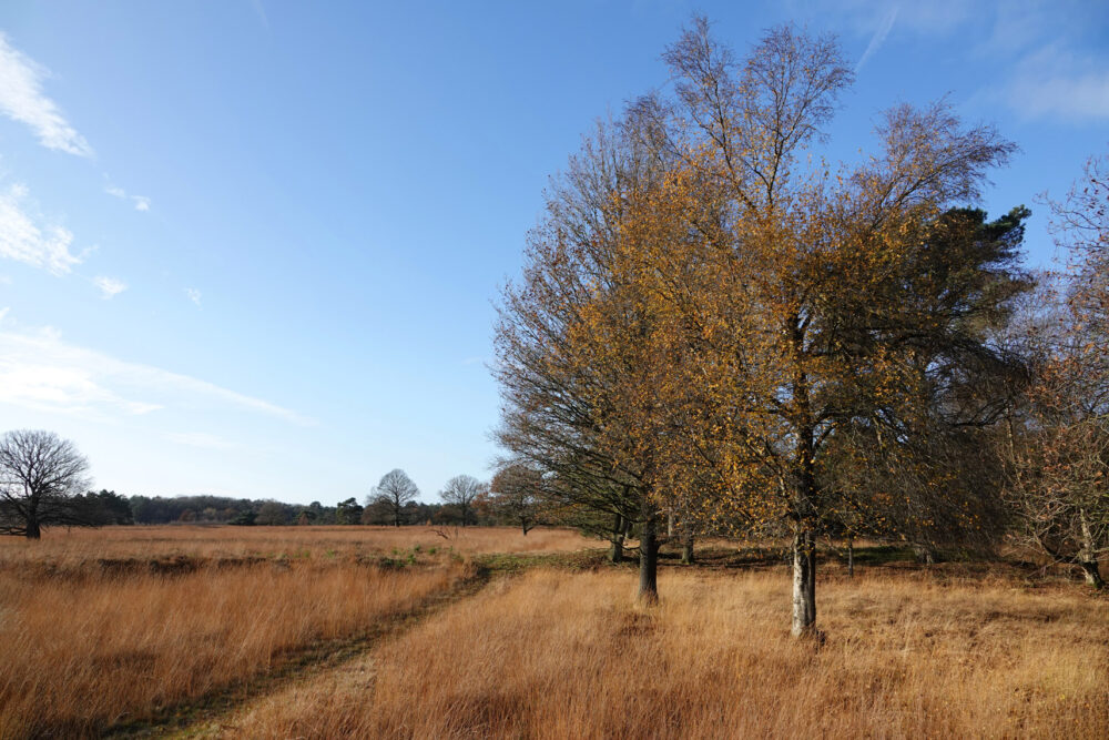 Groote Zand (Hart van Drenthe)