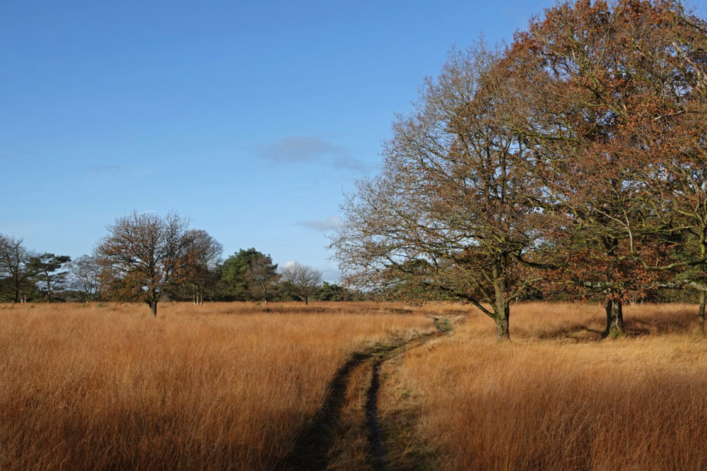 Groote Zand (Hart van Drenthe)