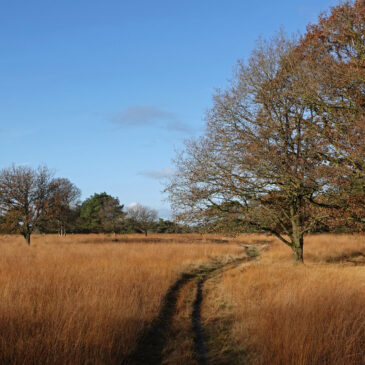 Groote Zand (Hart van Drenthe)