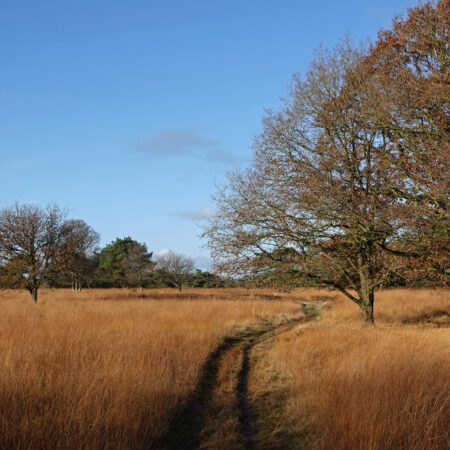 Groote Zand (Hart van Drenthe)