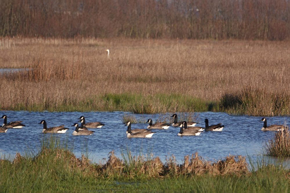 Grote Canadese gans (Weeringsbroeken Onlanden)