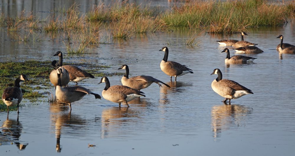 Grote Canadese gans (Weeringsbroeken Onlanden))