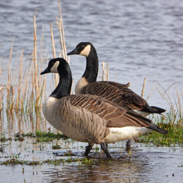 Grote Canadese gans