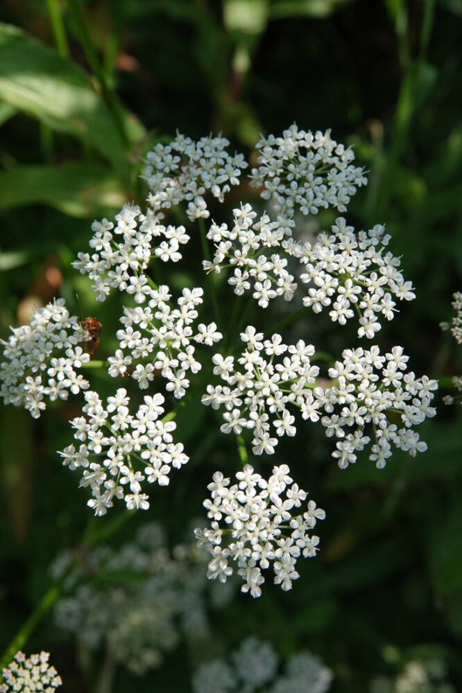 Grote bevernel