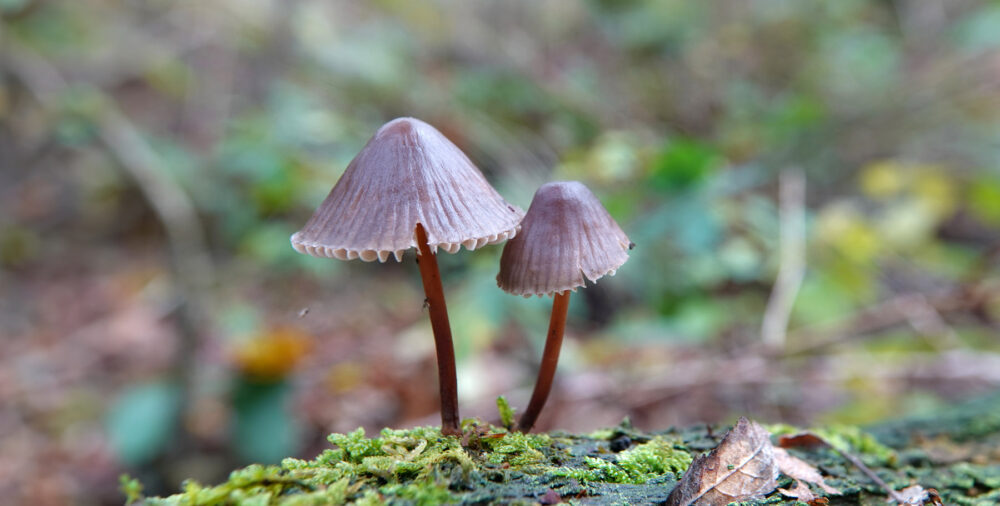 Grote bloedsteelmycena