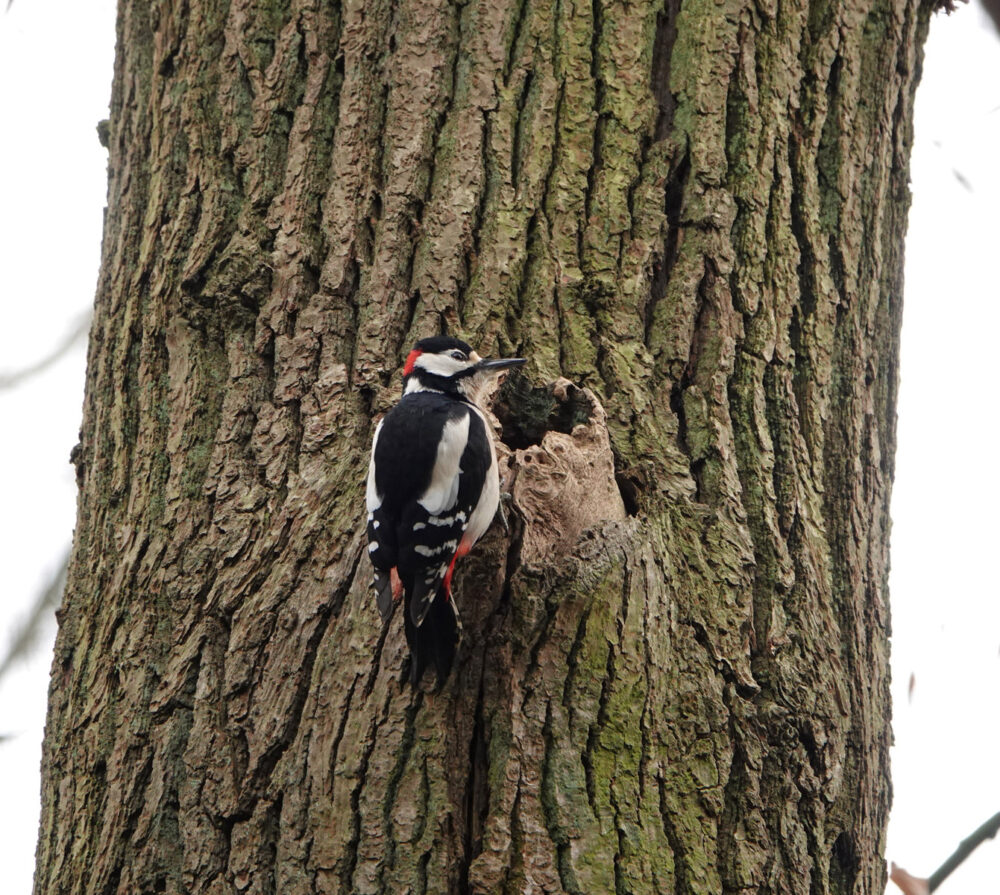 Grote bonte specht (Quintusbos)