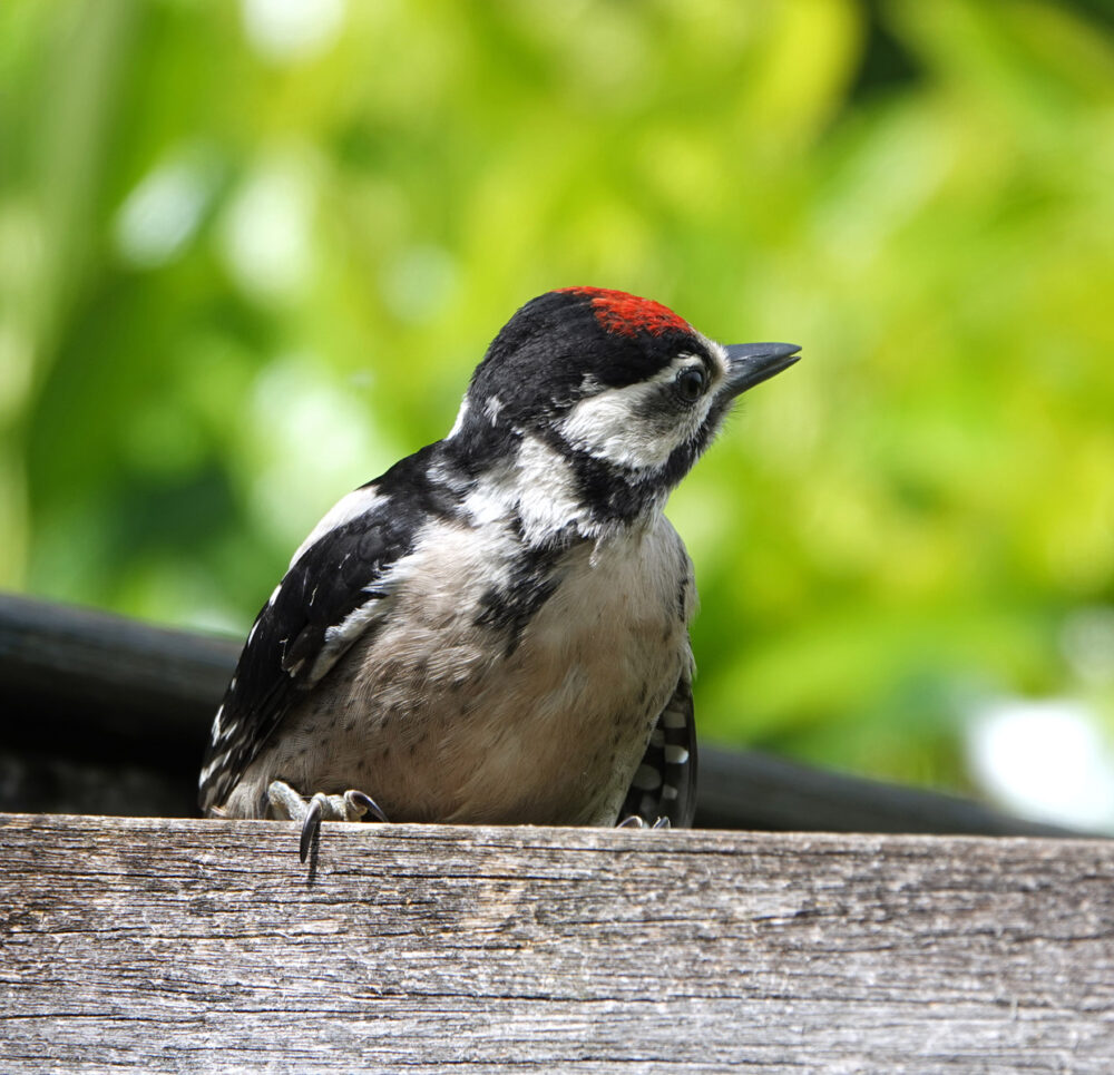 Grote bonte specht (juveniel)