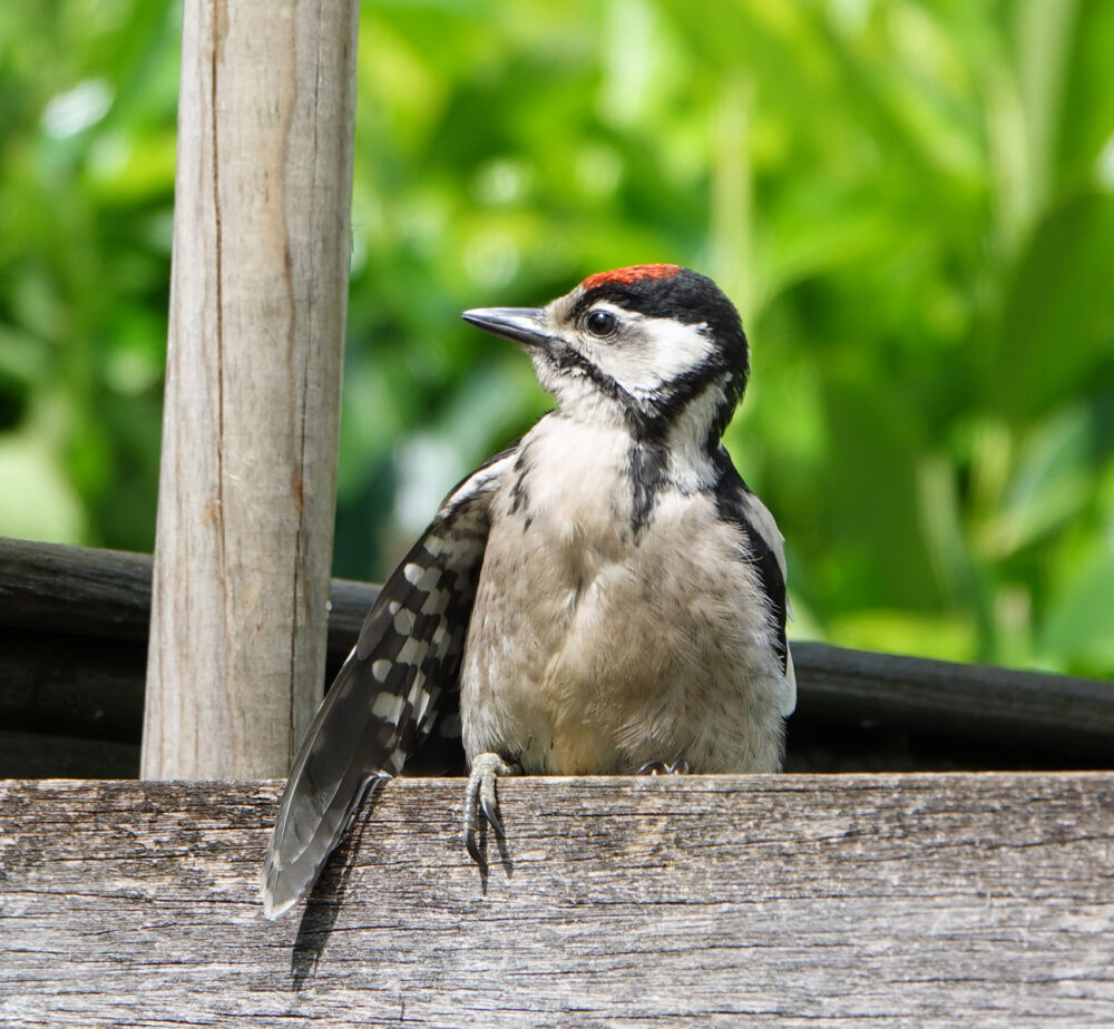Grote bonte specht (juveniel)