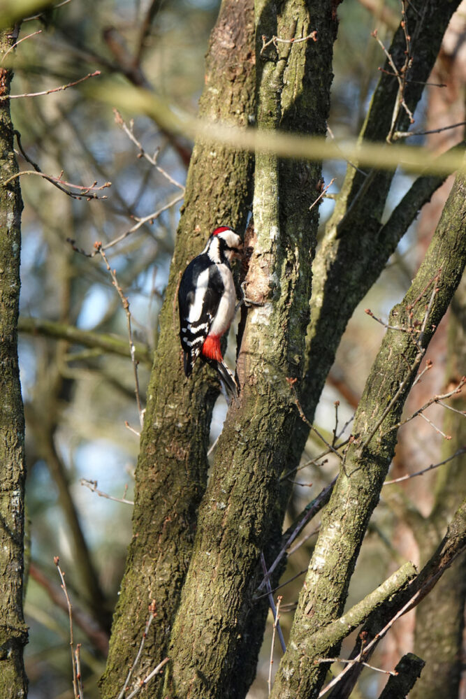 Grote bonte specht