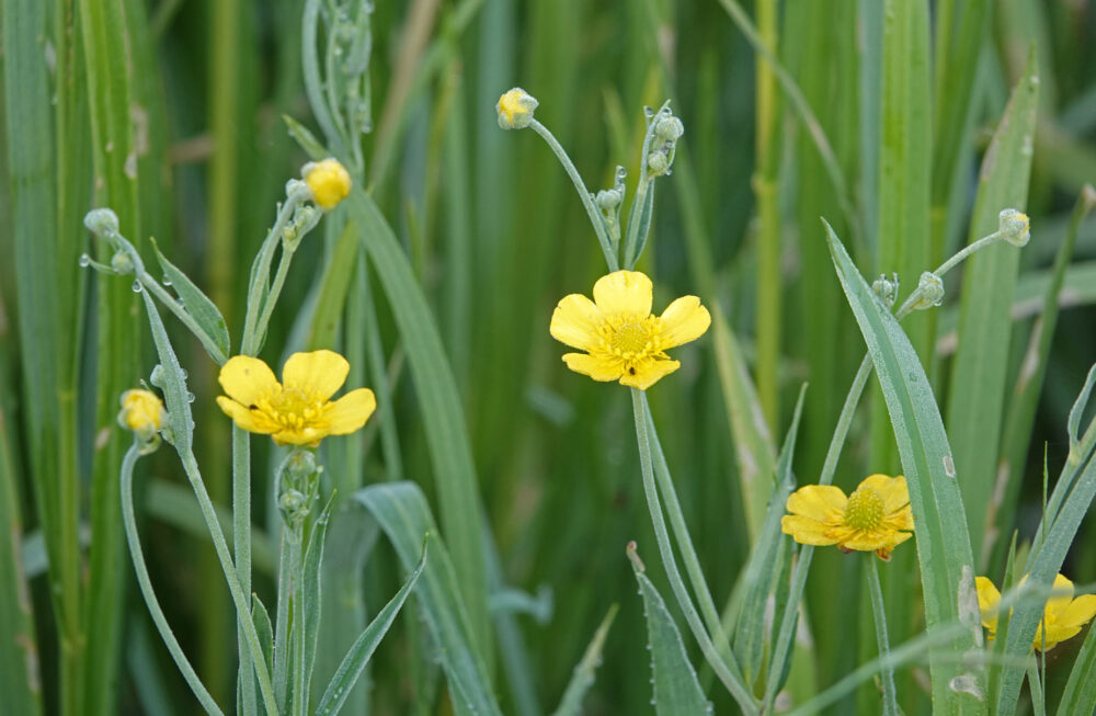 Grote boterbloem