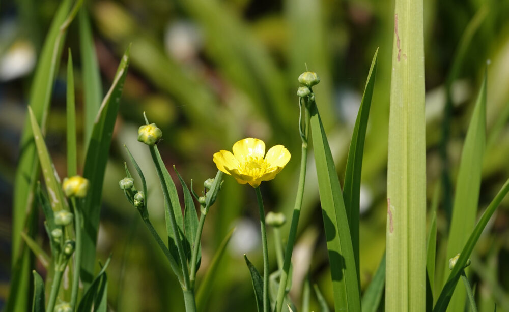 Grote boterbloem