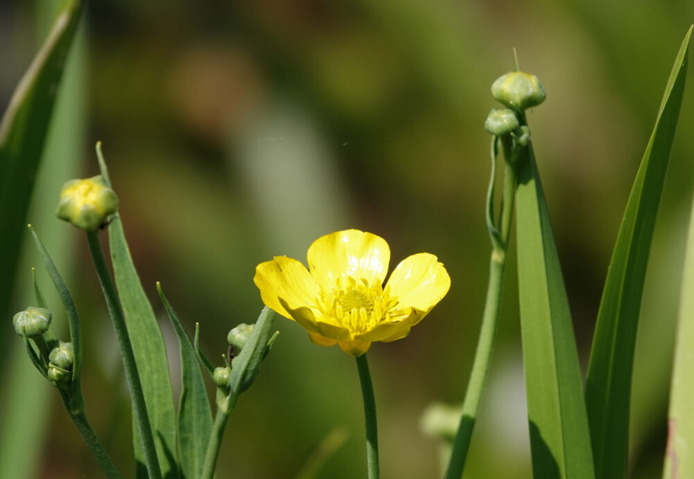 Grote boterbloem
